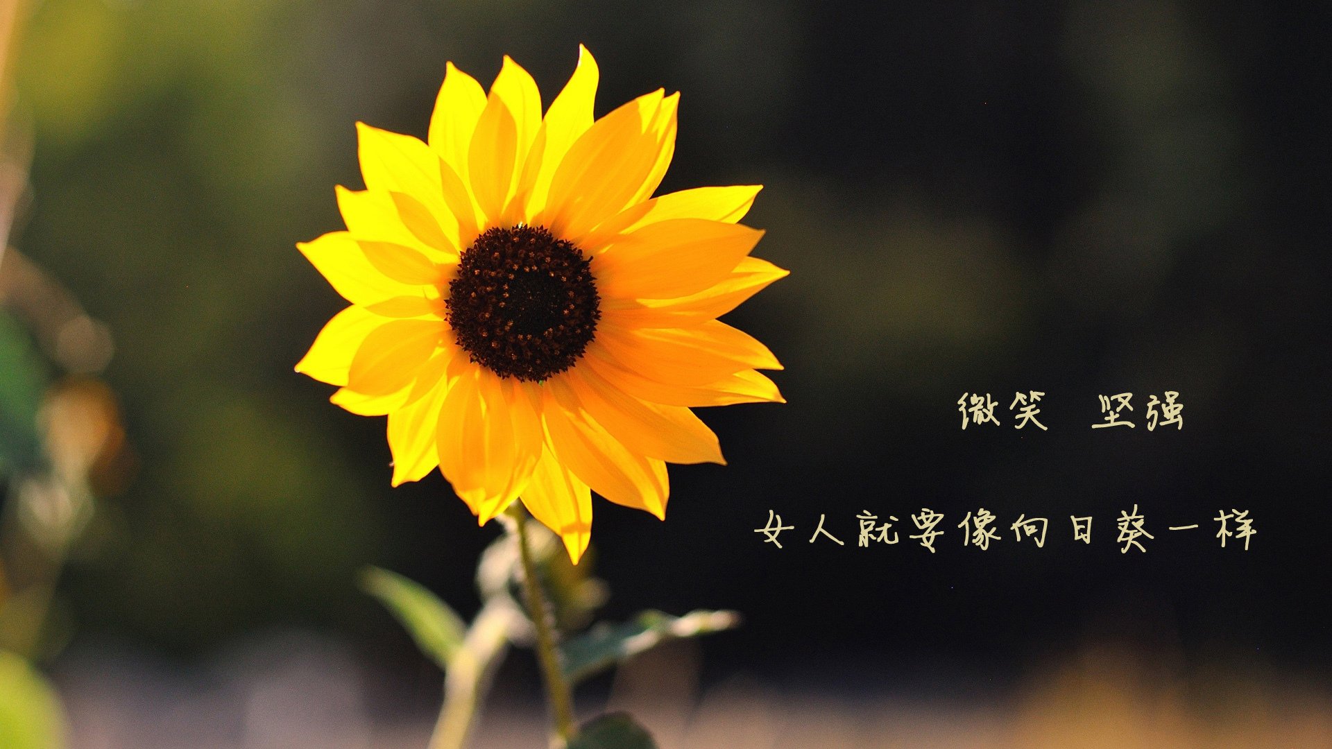 _运动与环保公益：用行动守护地球_，运动健康护地球