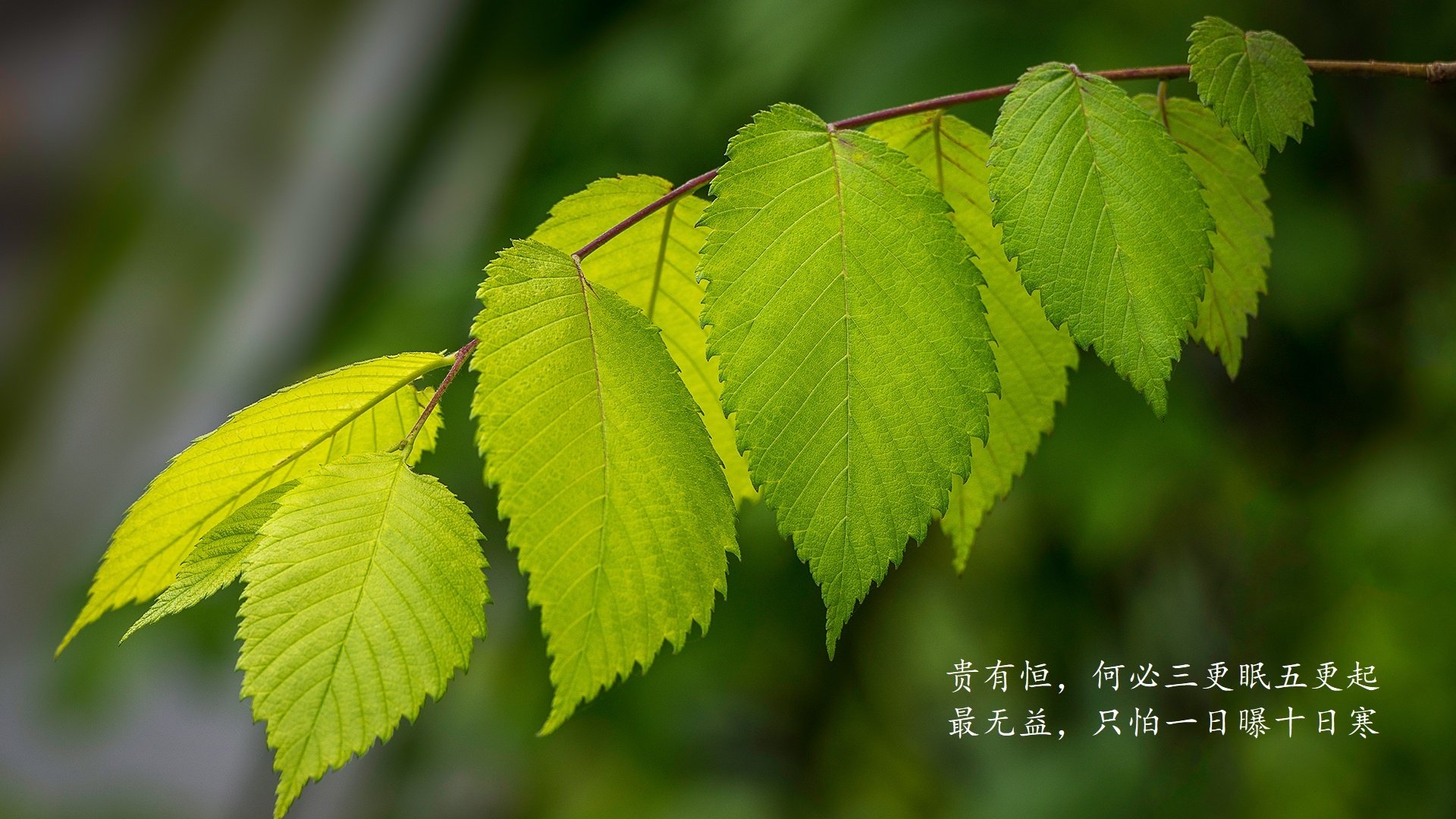 西班牙男足在欧洲杯决赛中2-1战胜英格兰夺冠，西班牙2021欧洲杯