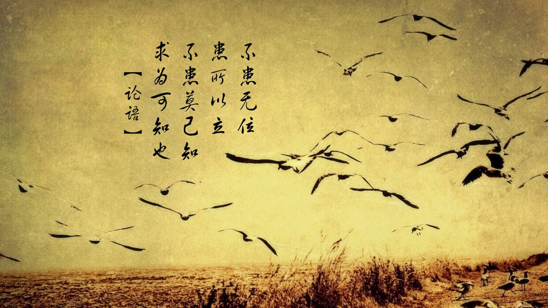 莫伊：全黑队前锋中的“钢铁战士”，屡次为球队挡住攻势